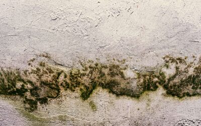 How to Prevent Water & Mold Damage in Houston Homes: A Seasonal Checklist