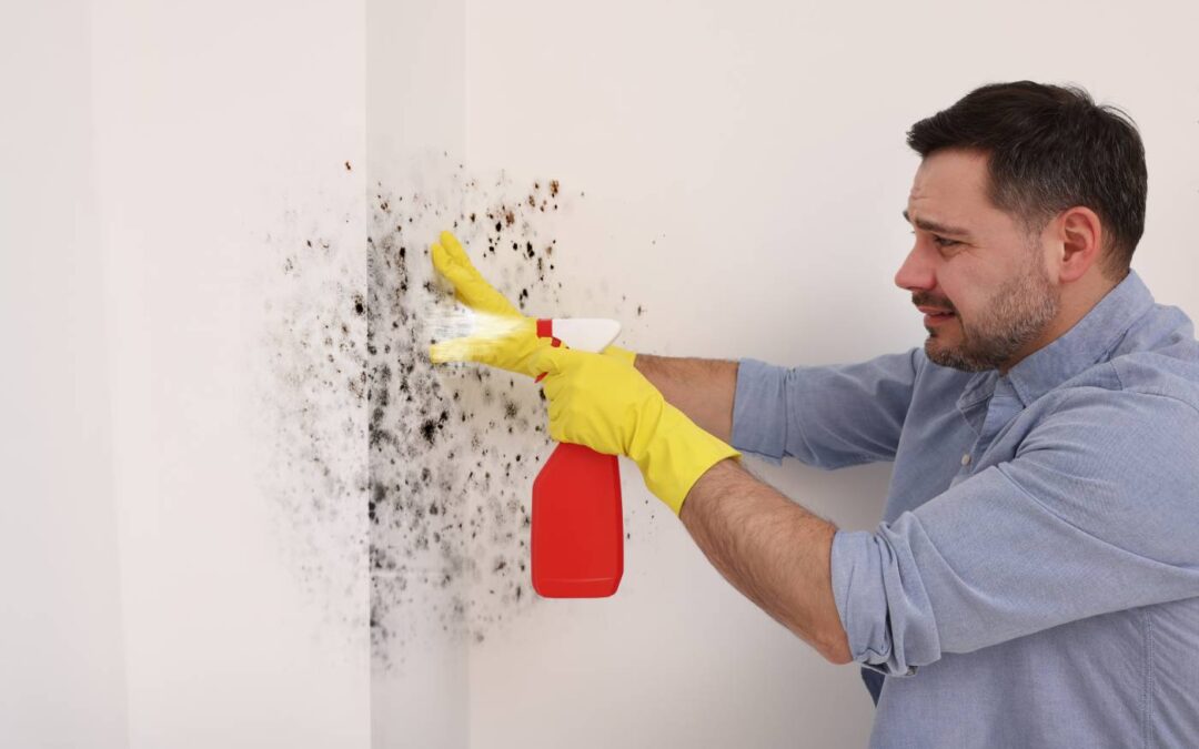 The Ultimate Guide to Mold Remediation in Houston: Signs, Costs & How to Protect Your Home